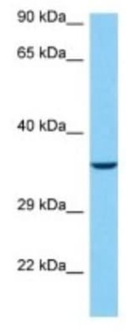 TAAR3 Rabbit anti-Rat, Polyclonal, Novus Biologicals 100 &mu;g; Unconjugated:Antibodies,